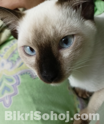 Pure Siamese cat